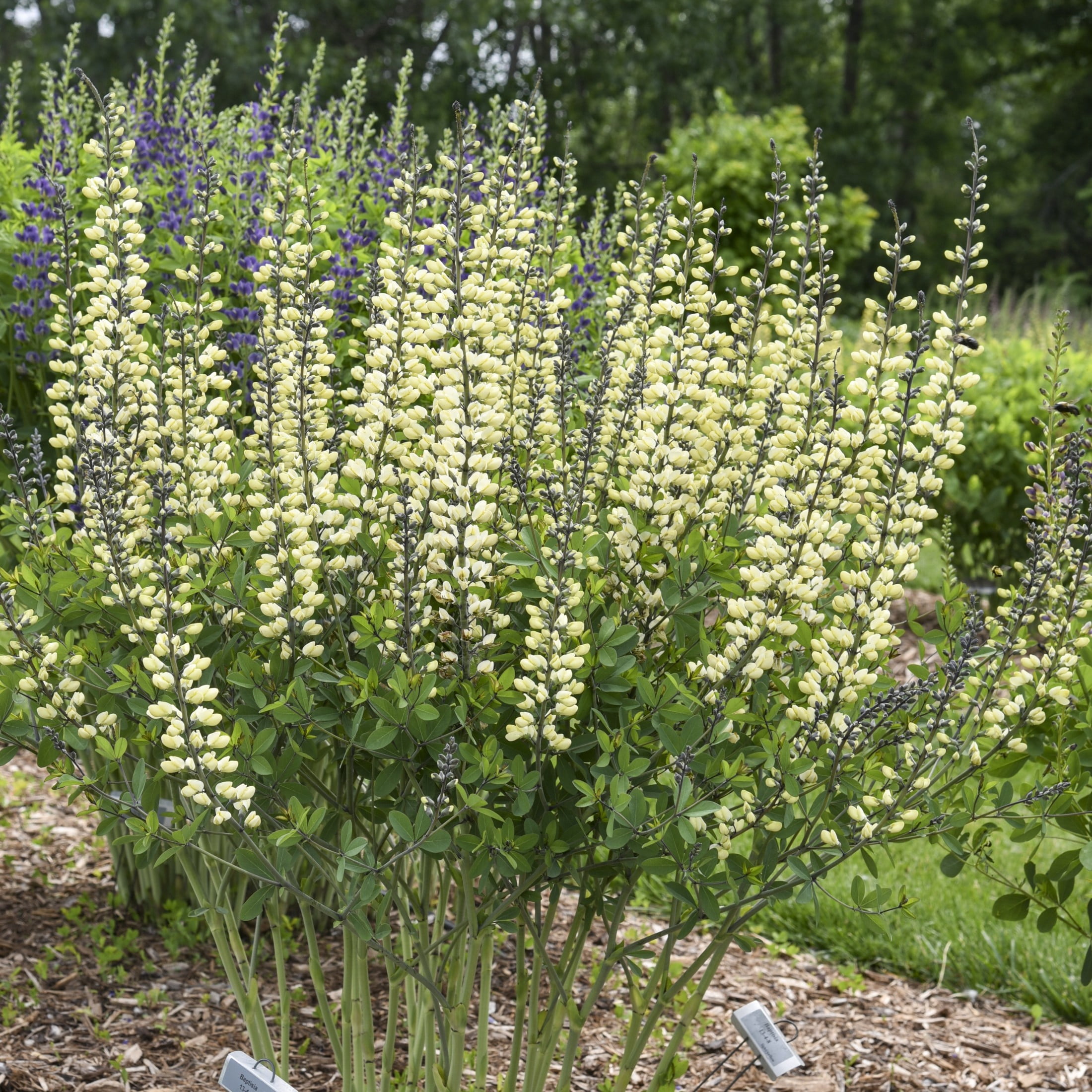 Proven Winners 6" White Decadence 'Vanilla Cream II' False Indigo Live Plant in 7.5" Pot
