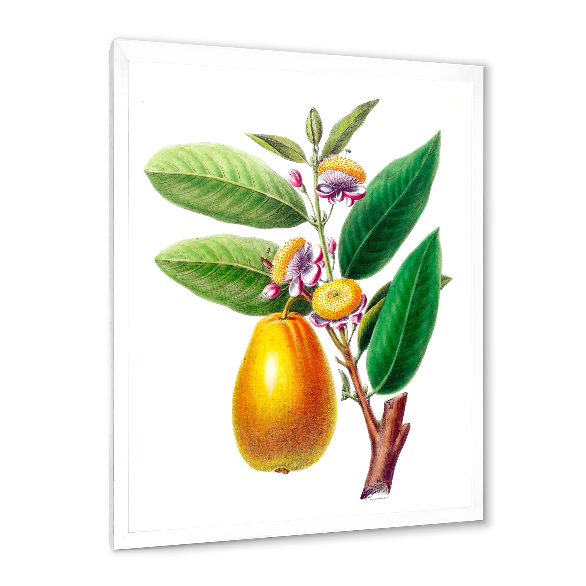 Designart 'Ancient Fruits I' Farmhouse Framed Art Print