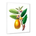 thumbnail image 2 of Designart 'Ancient Fruits I' Farmhouse Framed Art Print, 2 of 4