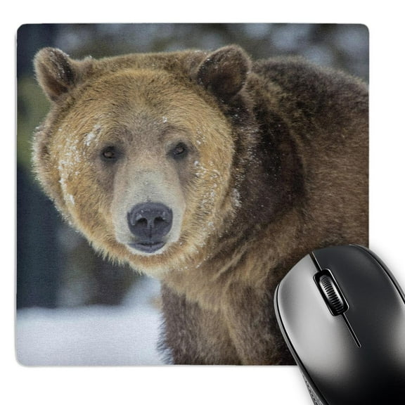 3dRose, Captive grizzly bear, West Yellowstone, Montana, USA., MousePad