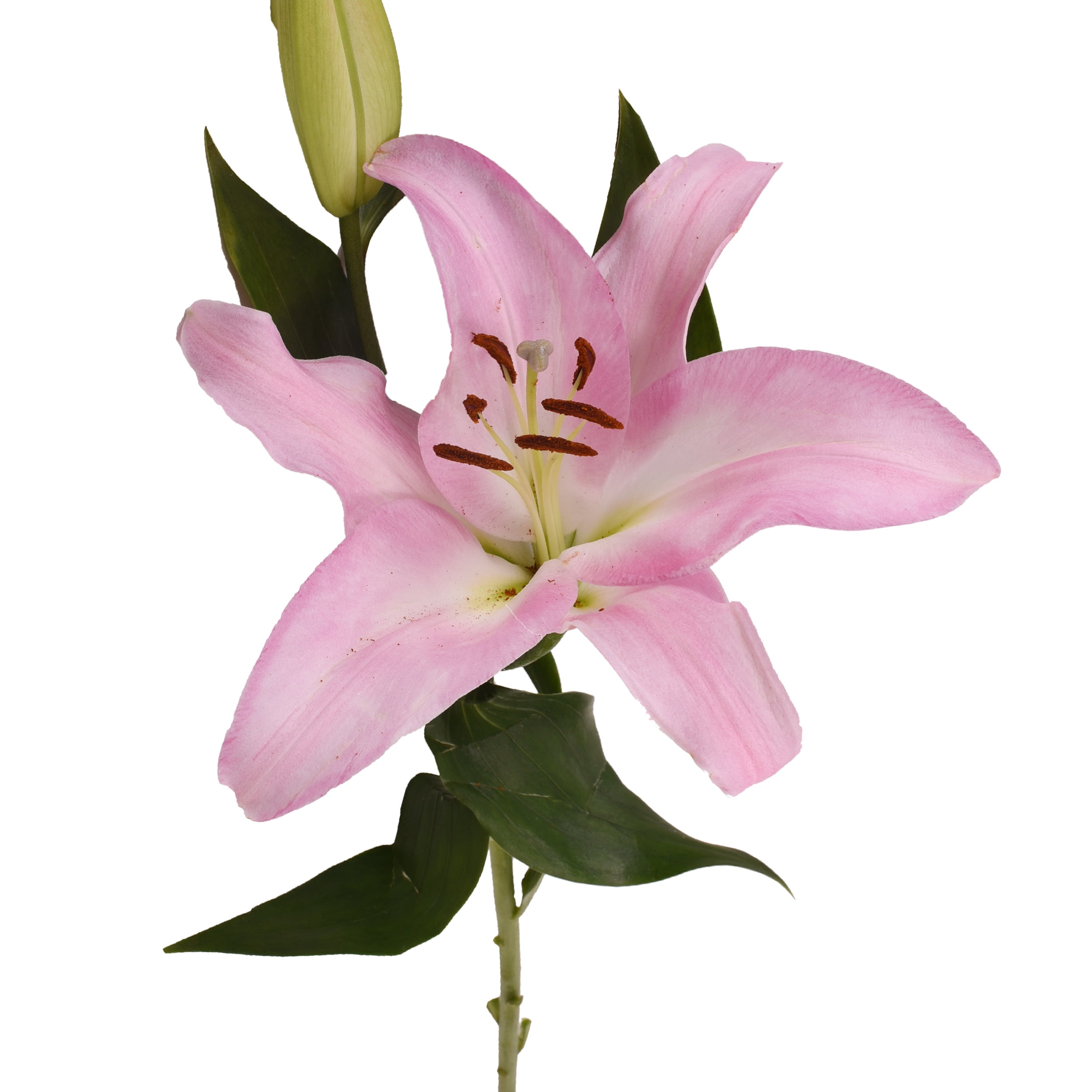 Pink Oriental Lilies Fresh Cut 60 Stems