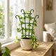 thumbnail image 1 of Climbing Pergola Flower Stand Flower Stand Leaf Guard Iron Flower Stand Crab Claw Orchid Monstera Support Frame, 1 of 9