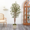 thumbnail image 3 of Nearly Natural 6.5ft Olive Artificial Tree in Country White Planter in Green, 3 of 4