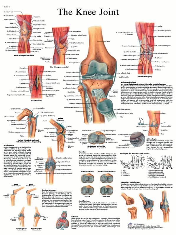 Anatomical chart knee joint, laminated
