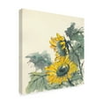 thumbnail image 2 of Trademark Fine Art 'Sunflower Watercolor II' Canvas Art by Chris Paschke, 2 of 4