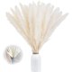thumbnail image 1 of Paquete de 30 floreros secos artificiales de hierba de pampa de 60 cm, pampas gr, 1 of 5