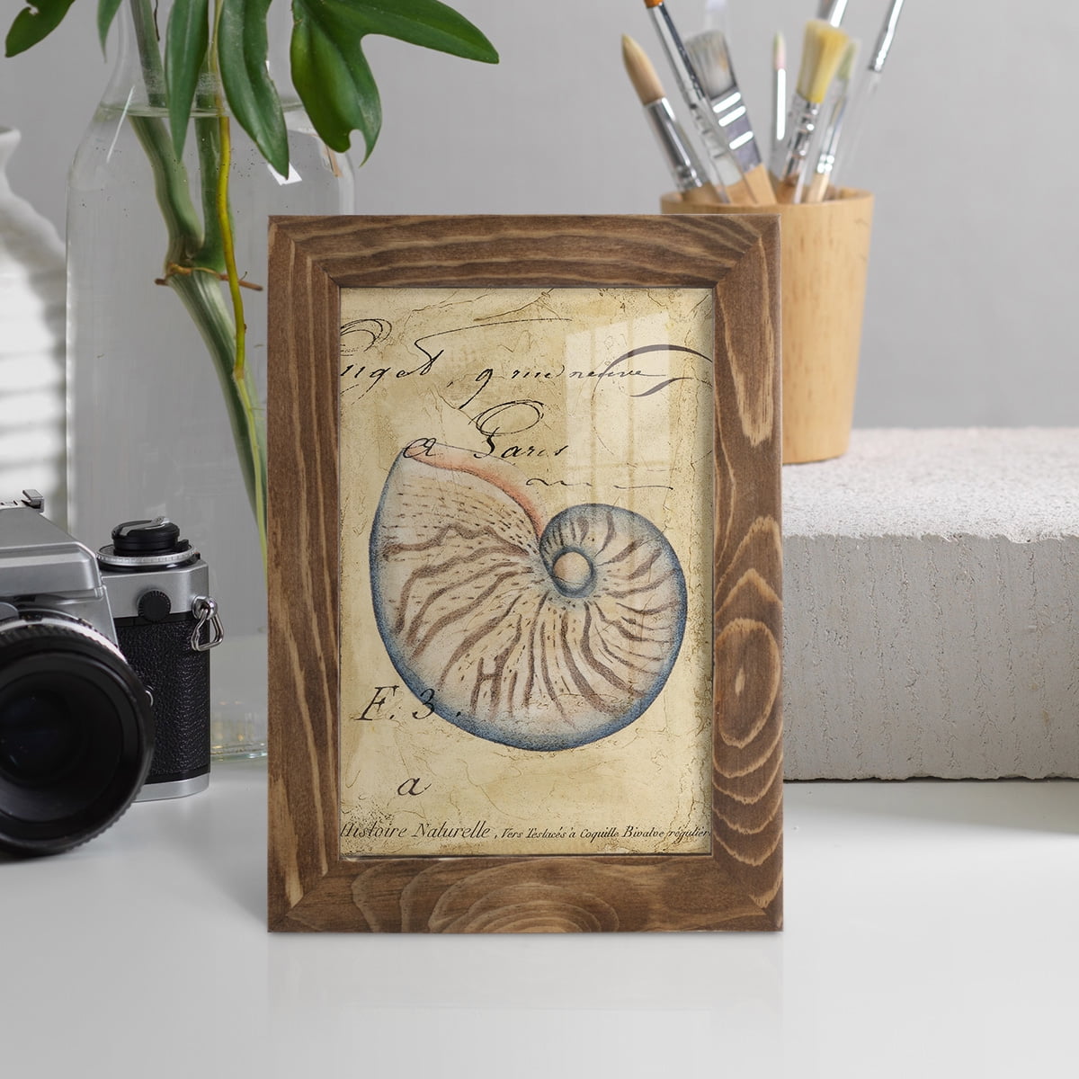 Seashell Ephemera II - Framed Print w/glass - Walnut