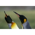thumbnail image 2 of Morris, Arthur 24x17 White Modern Wood Framed Museum Art Print Titled - South Georgia Isl King penguins in courtship, 2 of 4