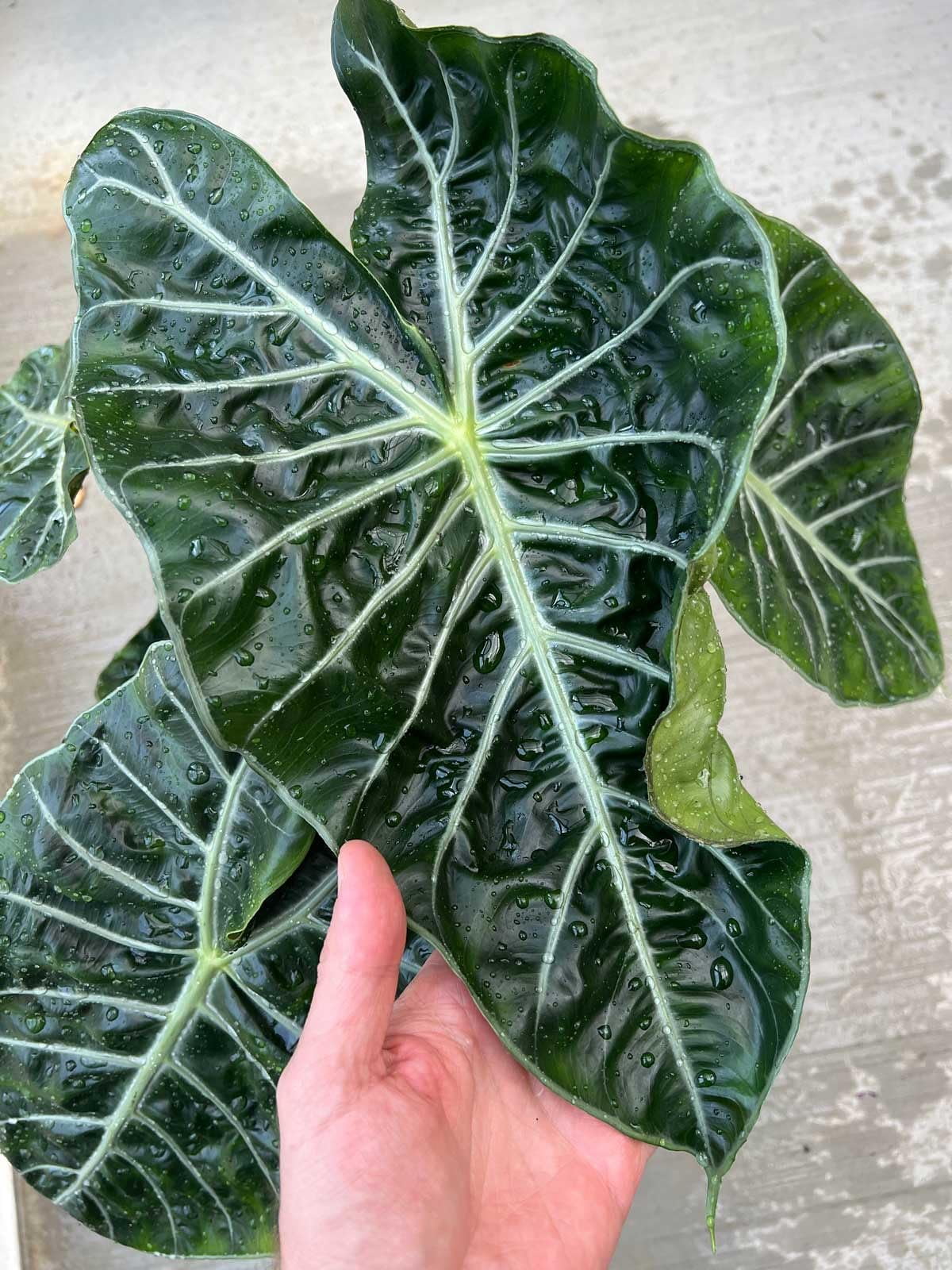 ⭐ Gardenera Labs Alocasia Plant Potting Soil - Experience Striking Foliage and Vibrant Growth with Professional Grade Mix - 10 QUART