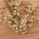 thumbnail image 2 of Flores Secas Prensadas con Millones de , Decoraciones Preservadas DIY para Joyería de Resina, Colgante Artesanal, Fabricació Macarena Flores secas prensadas naturales, 2 of 8
