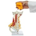thumbnail image 2 of Axis Scientific Cervical Spine Anatomy Model with Occipital Bone, Nerves, and Muscles, 2 of 3
