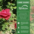 thumbnail image 6 of Red Intuition Rose Bush - 4 Live Starter Plants in 2 Inch Pots - Beautifully Fragrant Heirloom Rose from Florida - A Versatile Beauty with a Rich Fragrance, 6 of 6