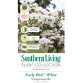 thumbnail image 2 of Southern Living Early Bird White Crapemyrtle Live Shrub in 2-Gallon Grower Pot, 2 of 4