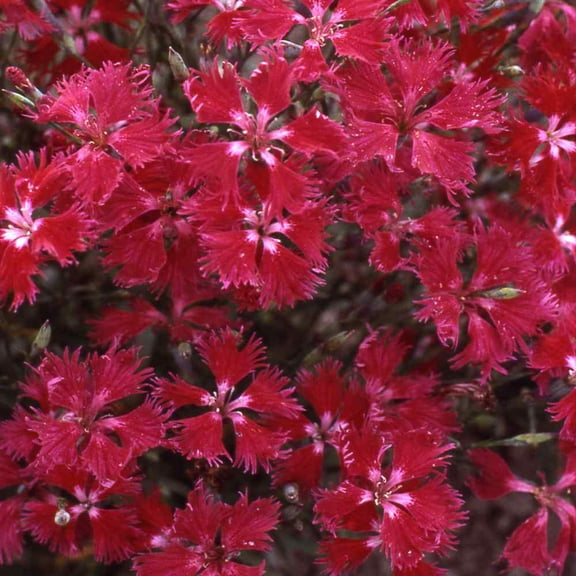 Outsidepride Dianthus Superbus Red - 10000 Seeds