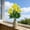 💖Yellow_Hot#244, variant on Artificial Carnation Flowers Multicolor for Wedding Decorations Living Room Centerpieces and Floral Arrangements