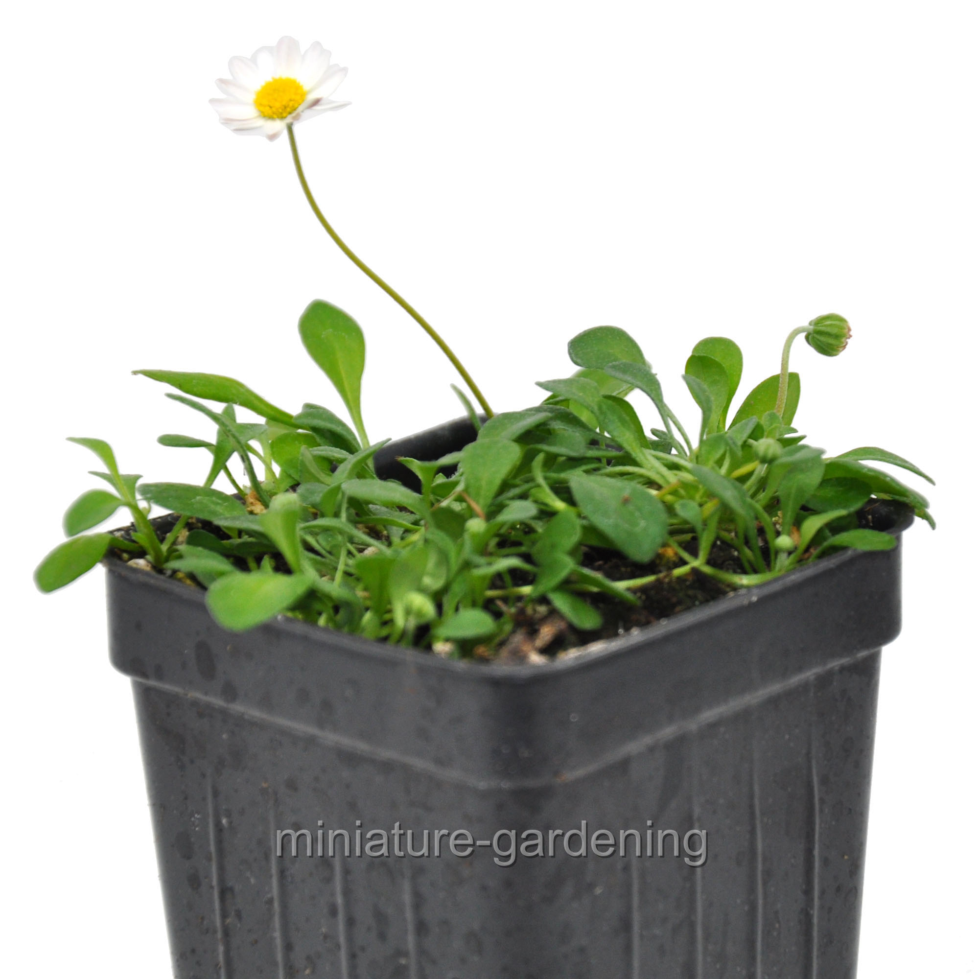 Bellium minutum, Miniature Daisy