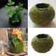 thumbnail image 1 of 3Pcs Único Ball Flower Pot Bonsai Holder Adorno para escritorio, , ventana - 15cm Cola Moss Ball Maceta, 1 of 7