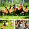 thumbnail image 6 of 7 Pcs Chicken Toys for Coop, Chicken Xylophone, Swing Set, Mirror Toy, Flexible Ladder, Vegetable String Bag and Hanging Feeder, 6 of 6