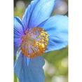 thumbnail image 3 of Schell, Jennie Marie 13x18 Black Modern Framed Museum Art Print Titled - Blue Himalayan Poppy Flower, 3 of 5