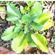 HYYYYH Plant Fey Lougarou Amarpoi Kalanchoe pinnata Air Plant Bryophyllum Pinnatum Patharchatta, Small