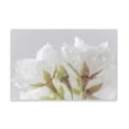thumbnail image 2 of Gango Home Decor Contemporary White Cherry Blossoms IV by Kathy Mahan (Printed on Paper); One 24x16in Fine Art Paper Giclee Print, 2 of 4