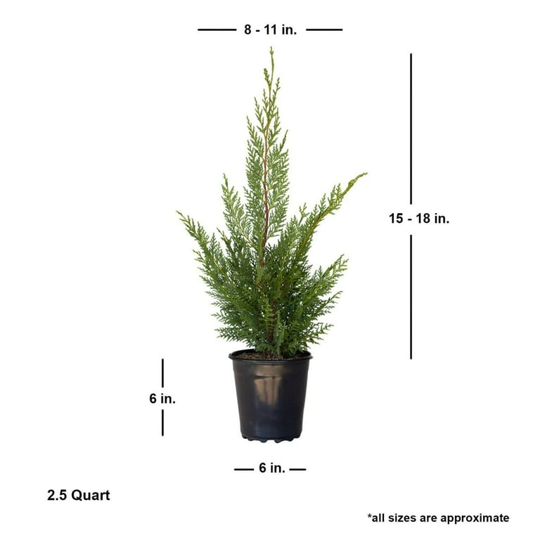 2.5 Qt - Leyland Cypress - Fast-Growing Evergreen Tree - Live Plants 2.5 Qt - Leyland Cypress - Fast-Growing Evergreen Tree - Live Plants