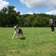 thumbnail image 3 of Correa de entrenamiento para perro/cachorro, entrenamiento de obediencia, agilidad, ideal para entrenar, jugar y acampar, 3 of 5