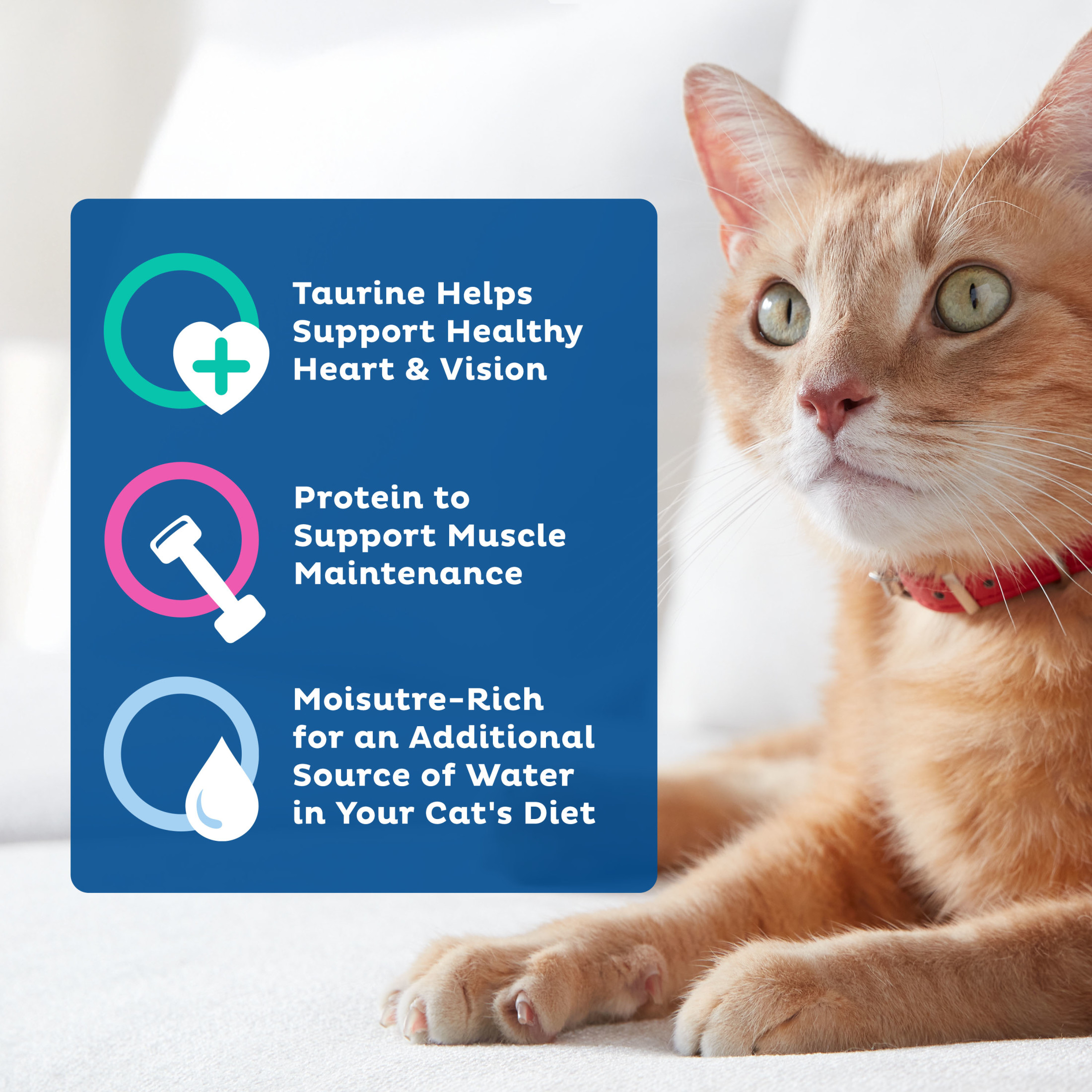 9Lives Paté Favorites Wet Cat Food Variety Pack photo 5