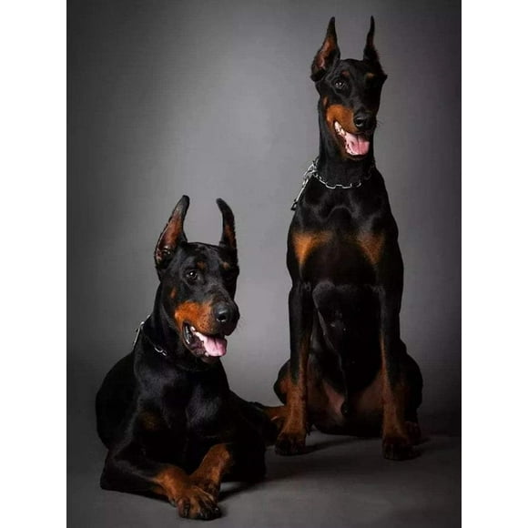 LAICAIW 5D Diamond Painting Kits DIY Diamond Art Kits for Adult Kids Gem Art Black Doberman Dog Animal Embroidery Cross Stitch Mosaic Family Decor 20x30cm