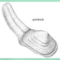 thumbnail image 3 of CafePress - Geoduck T Shirt - Men's Classic Graphic Cotton T-Shirt, 3 of 4