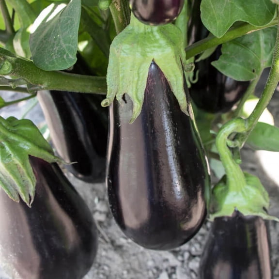Eggplant Gaudi F1 Seed - 500 Seeds