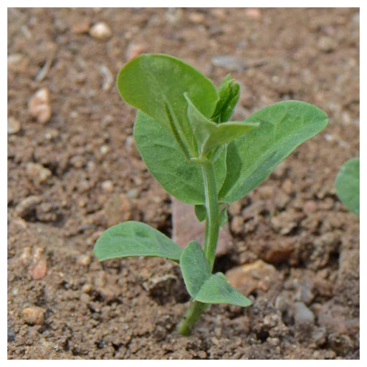 Everwilde Farms - 1 lb Mammoth Mixed Sweet Pea Garden Flower Seeds - Gold Vault Bulk Seed Packet