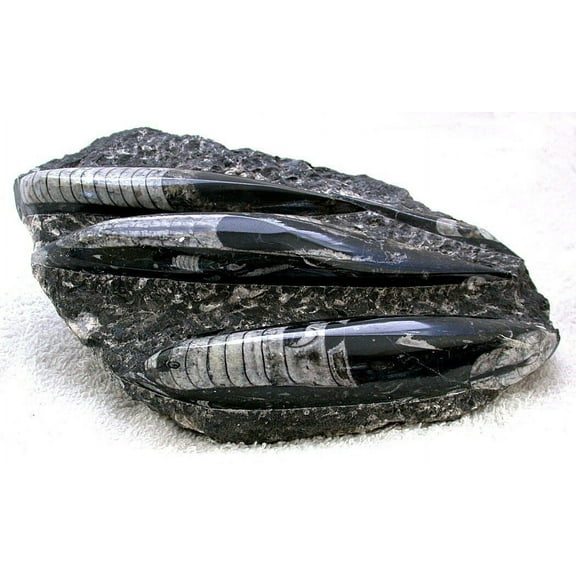 LARGE 4 Pound 1.4 Ounce Orthoceras Fossil Specimen Large 8 5/8 Inch Plate ES3946