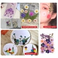 thumbnail image 1 of Dried Flowers Set Scrapbooking Decorating Real Flower flowers are made of Decal Handicraft Filling Pressed Specimen Label for Makeup Phone Use Type 12, 1 of 6