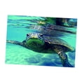 thumbnail image 1 of Tachiuwa Aquarium Single-sided Adhesive Poster Background Sticker Turtle 76x46cm Turtle, 1 of 8