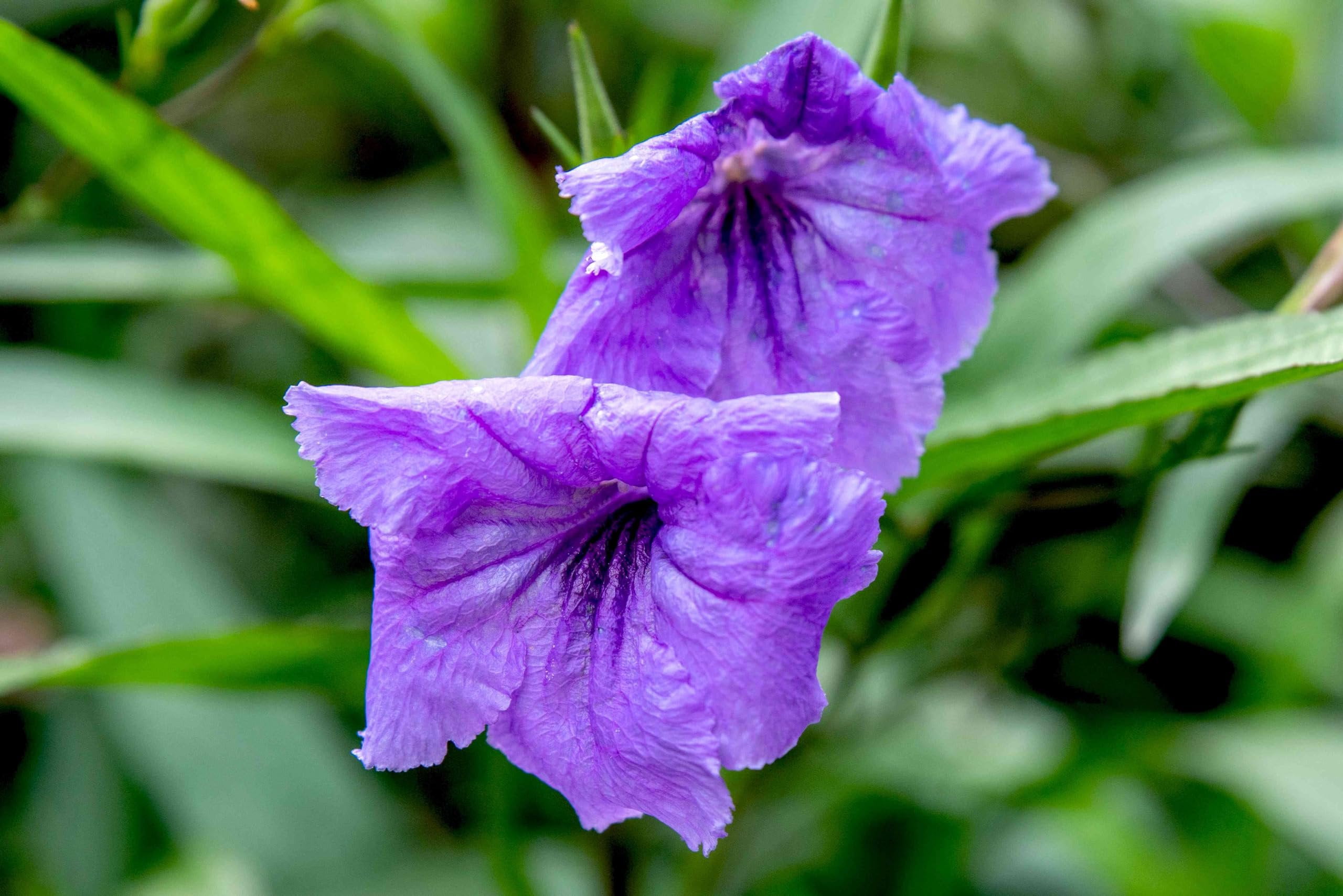 Mexican Petunia Purple I 1 Large Gallon Size Plant I Ruellia Brittoniana  Live Vibrant Purple Flowers, Drought and Heat Tolerant, Ideal for Garden Borders and Container Planting