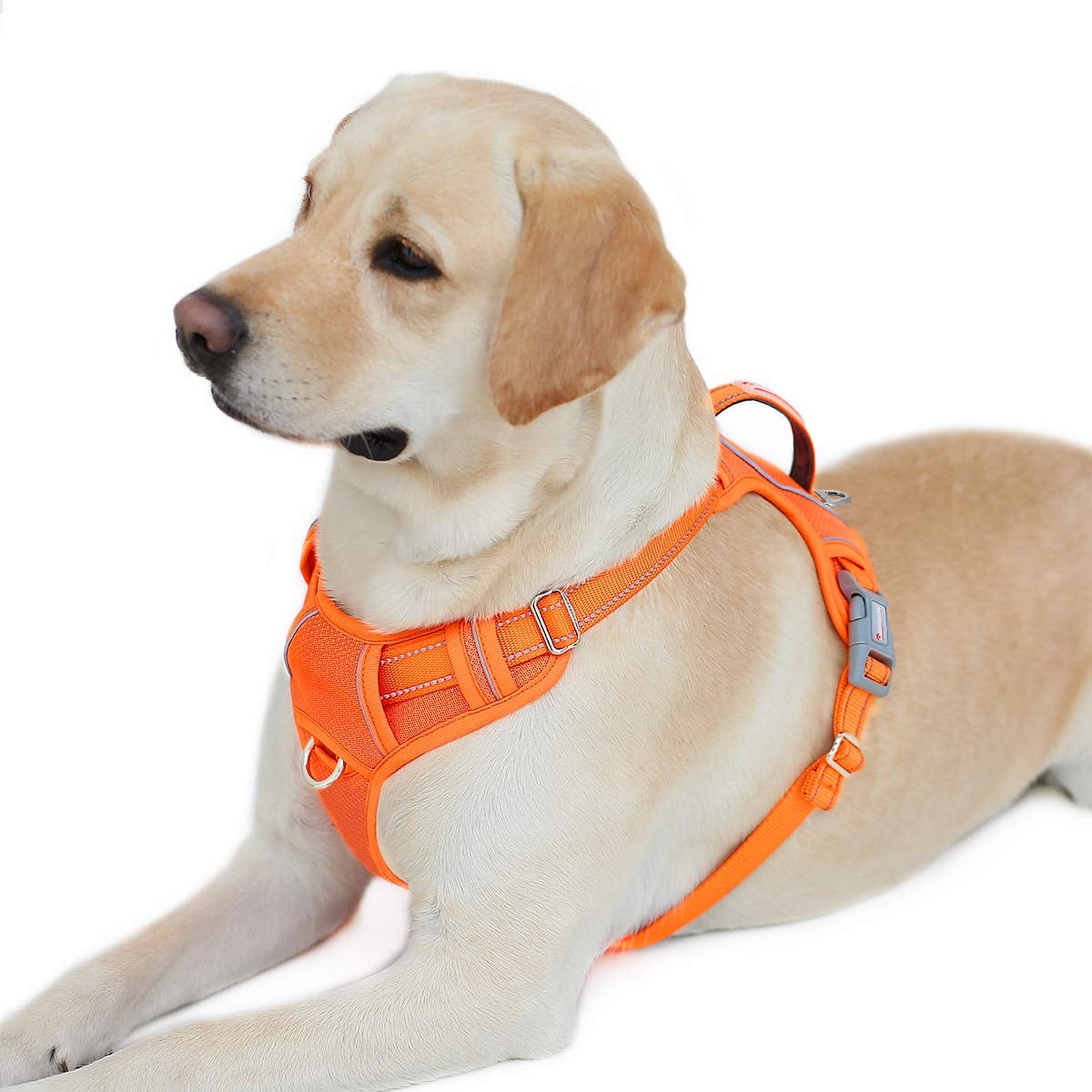 Dog tag for harness online