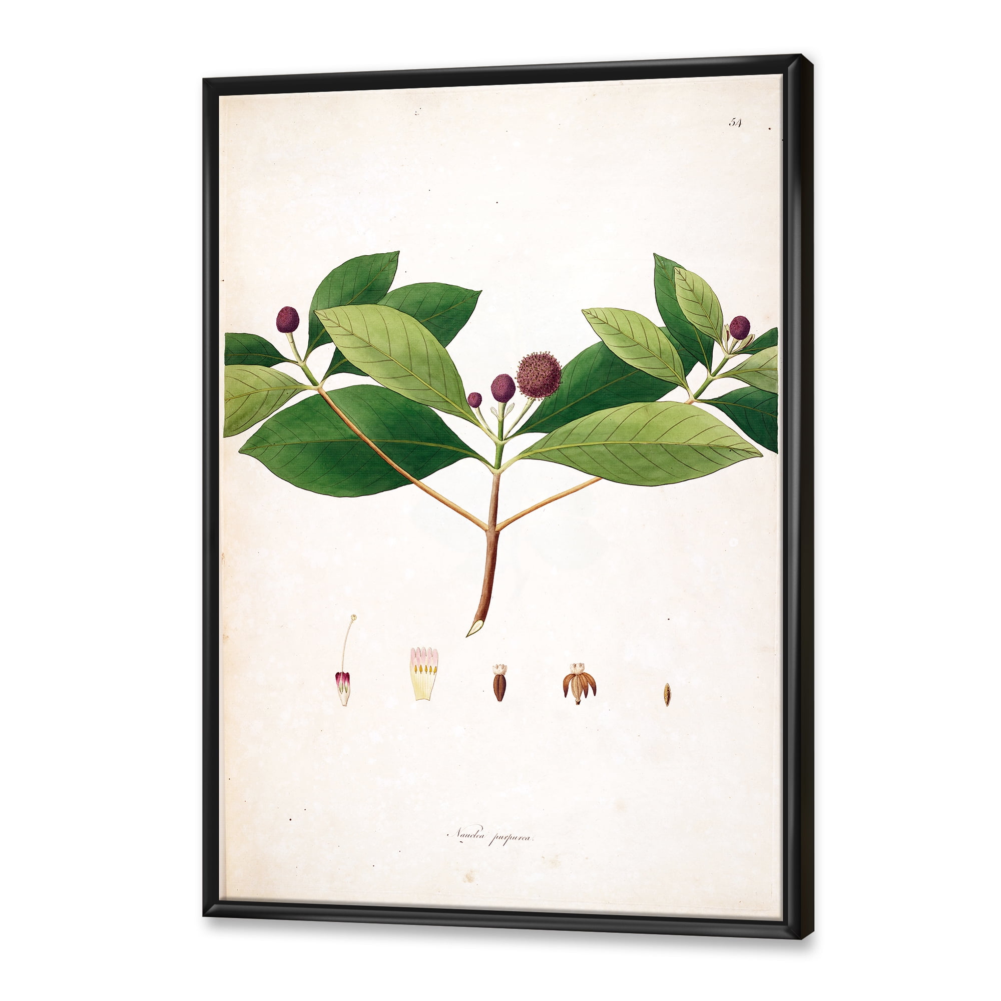 Designart 'Ancient London Plants X' Farmhouse Framed Canvas Wall Art Print