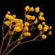thumbnail image 3 of Flor Seca Macarena Decoración Navideña Estilo Rústico Amarillo, 3 of 8