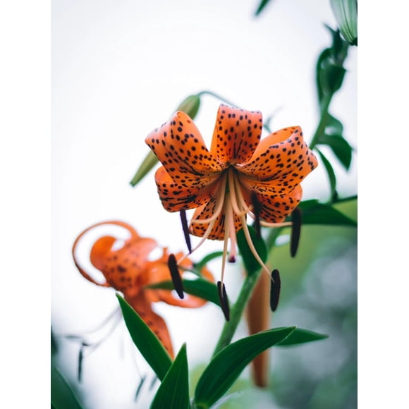 GSDWIUEW 3 Packs Tiger Lily Bulbs for Planting, Asian Lilium Plants Perennials Flower Bulbs for Spring and Fall Planting Home Garden Décor Indoor and Outdoor, Easy to Grow (Splendens)