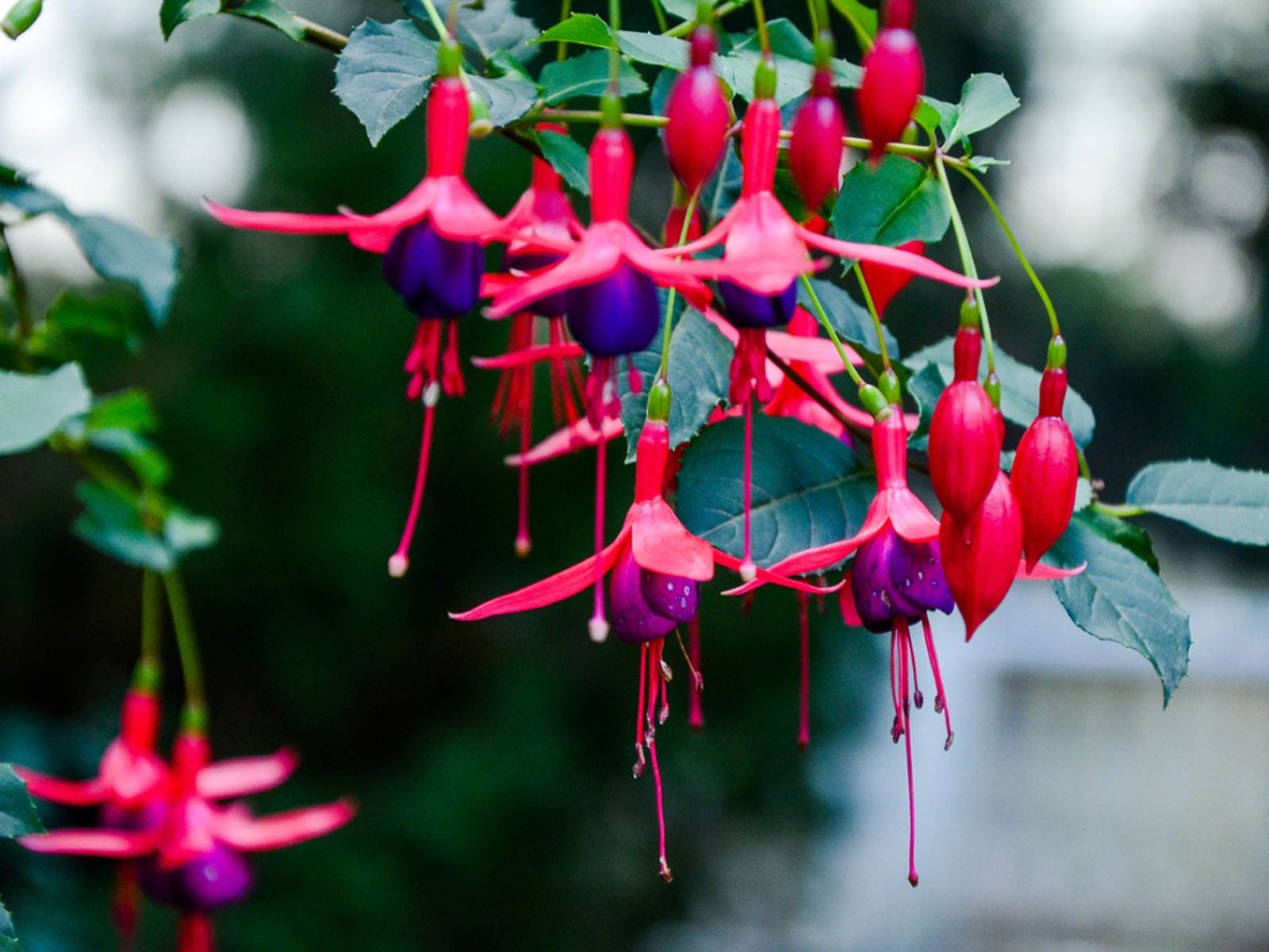 Expert Gardener 1.5 Gallon Fuchsia Hanging Basket Live Plant, Annual Flower  Plant, Partial Shade - Walmart.com