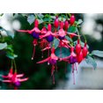 thumbnail image 2 of Expert Gardener 1.5G Fuschia Hanging Basket, 2 of 5