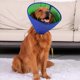 thumbnail image 4 of Pet Recovery Collar Adjustable Soft Dog Cone Collar Lightweight Breathable After Surgery Protection Collar Pet Supply, 4 of 5