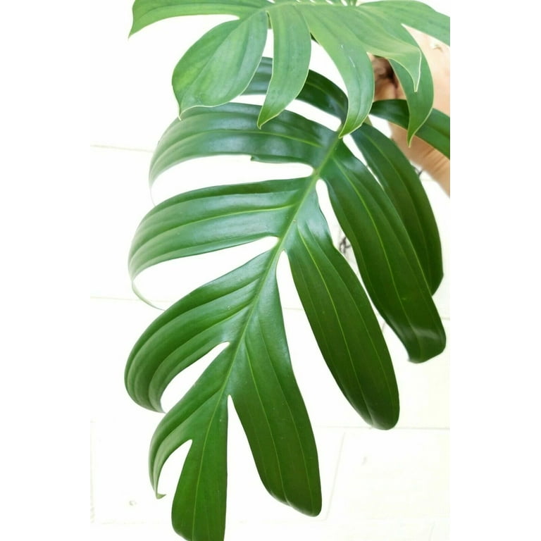 philodendron braune spitzen Philodendron Melanochrysum