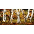 thumbnail image 4 of Fall Piggy Bank, White Birch Trees Autumn Leaves Growth Wilderness Ecology Calm Serene View Print, Ceramic Coin Bank Money Box for Cash Saving, 3.6" X 3.2", Multicolor, by Ambesonne, 4 of 4