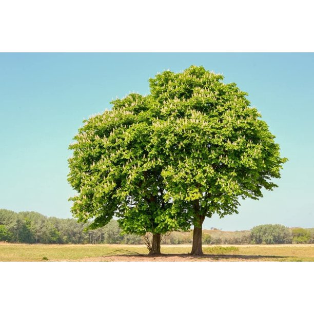 2 Chestnut Oak Tree Seedlings for Planting