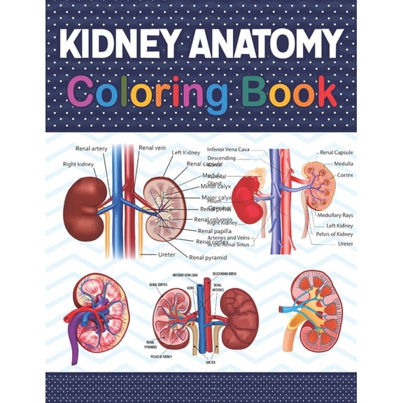 Kidney Anatomy Coloring Book: Fun and Easy Human Kidney Anatomy Coloring Book. Learn The Human Kidney Anatomy With Fun &, (Paperback)