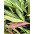 thumbnail image 4 of Variegated Wayetii, Rare Hoya, 6 inch, ready for upgrade, 4 of 9