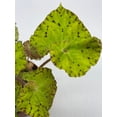 thumbnail image 6 of Harmony's Ray Glow, Green Begonia Rex, 4 inch Painted-Leaf Begonia, Variegated, 6 of 8
