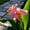 C, variant on Canna, Low Maintenance - Easy Grow - Ideal for Beds Borders, Plant Pots & Planters